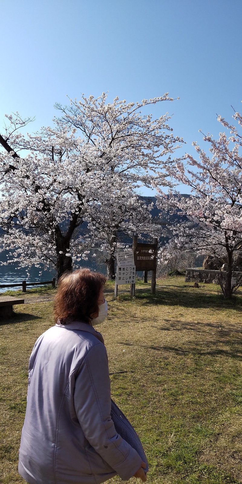 海津大崎の桜③