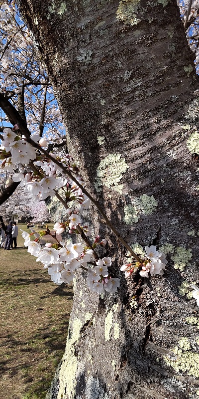 海津大崎の桜④