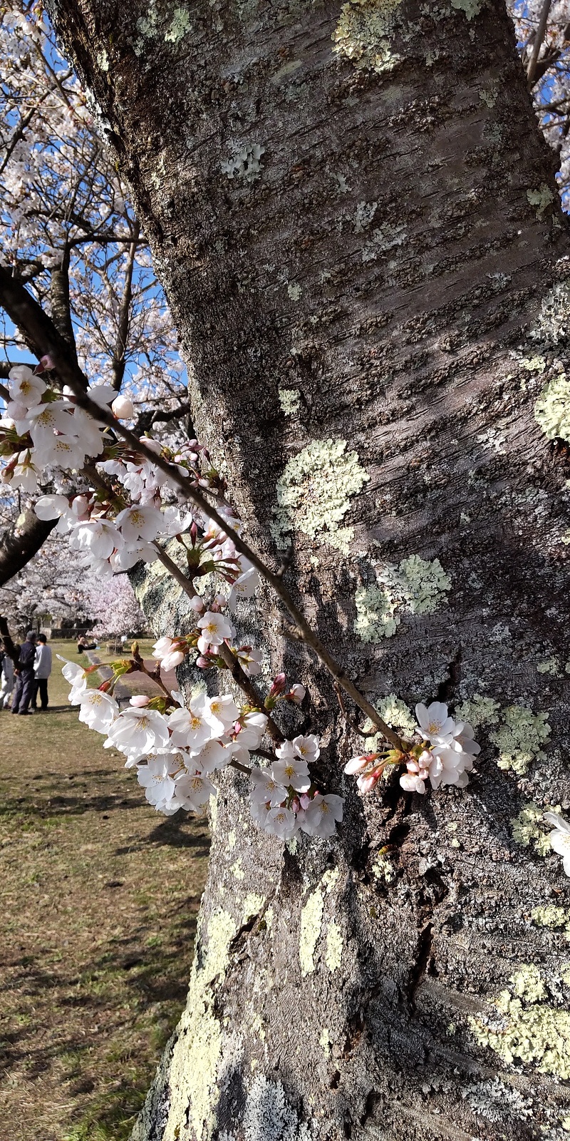 海津大崎の桜④