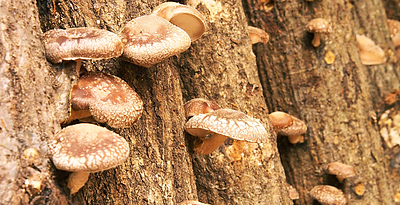 原木シイタケと菌床シイタケの違いは？里山を守る循環型林業の仕組み