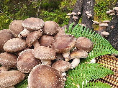 湿気は敵か味方か？京茸の原木椎茸が肉厚プリプリな理由