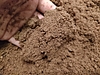 昆虫マット原料に廃ホダ木を再利用|京茸が支える循環型林業のかたち