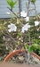 庭の盆栽の桜