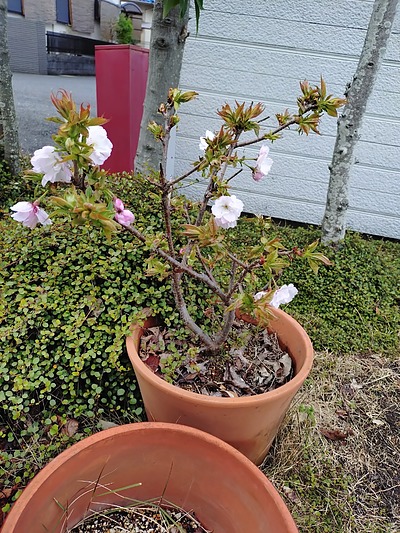 庭の桜