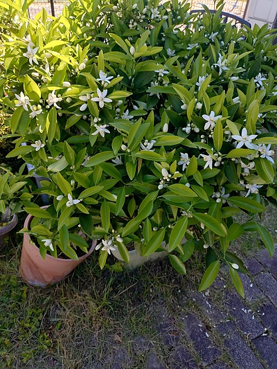 みかんの花が咲いている
