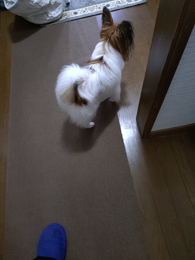 今週の小次郎