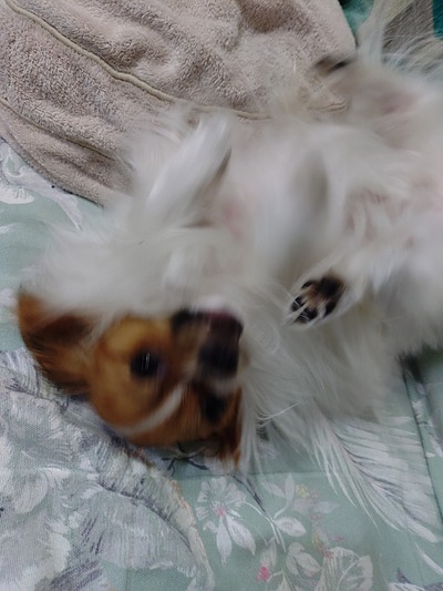 今週の小次郎