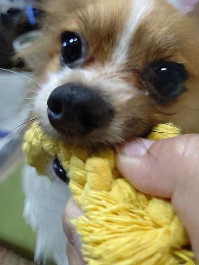 今週の小次郎