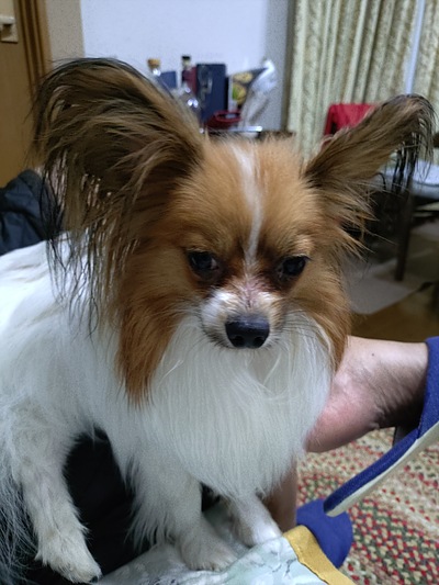 今週の小次郎