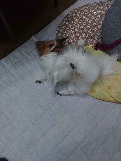 今週の小次郎