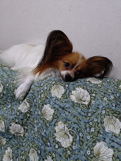 今週の小次郎