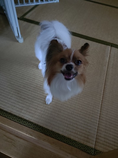 今週の小次郎