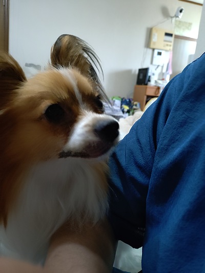 今週の小次郎