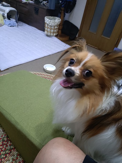 今週の小次郎