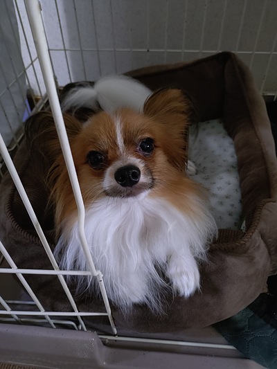 今週の小次郎