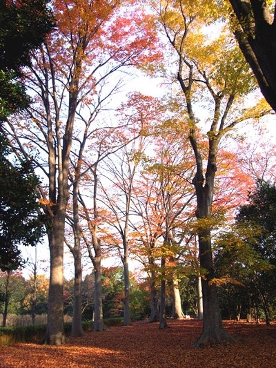 紅葉ももうすぐ