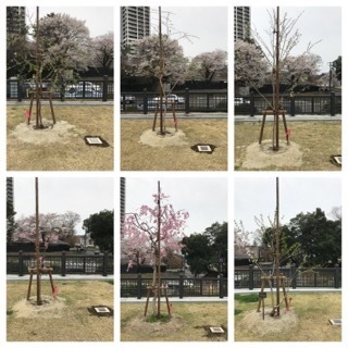 仙台西公園の桜