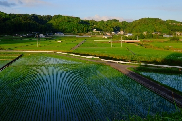 田　農業