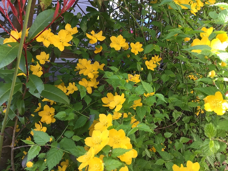 ヤマブキの花