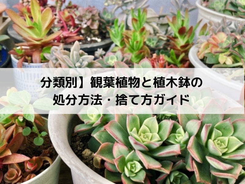 分類別】観葉植物と植木鉢の処分方法・捨て方ガイド