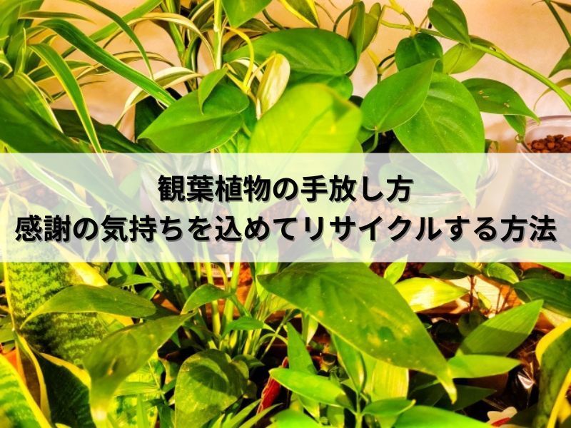 観葉植物の手放し方：感謝の気持ちを込めてリサイクルする方法