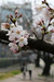 日本の春｜桜を詠んだ歌