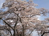 大橋鎭子さんの桜への想い｜『花ことば』