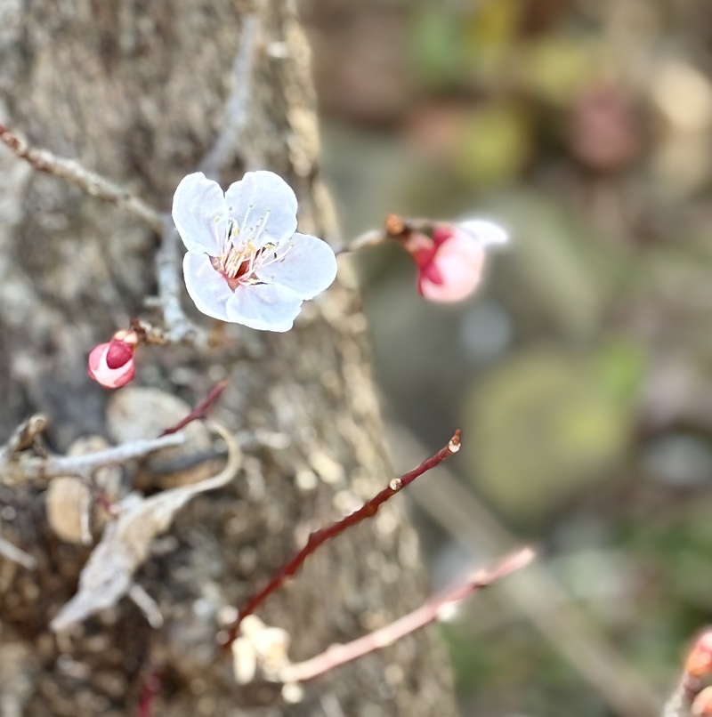 春の花　梅