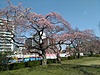 榴岡公園の桜が開花し始めました