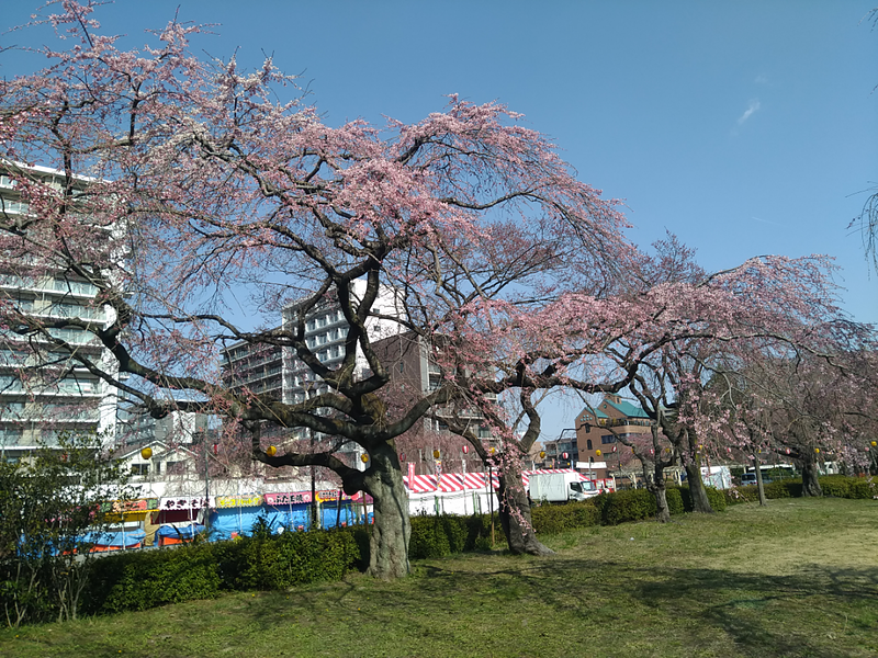 榴岡公園の桜