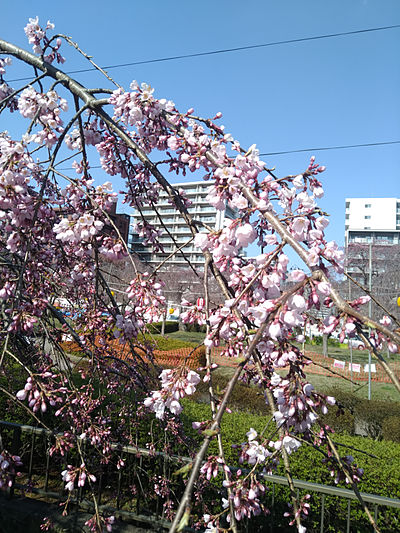 榴岡公園の桜1