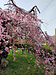 榴岡公園の桜が咲きました