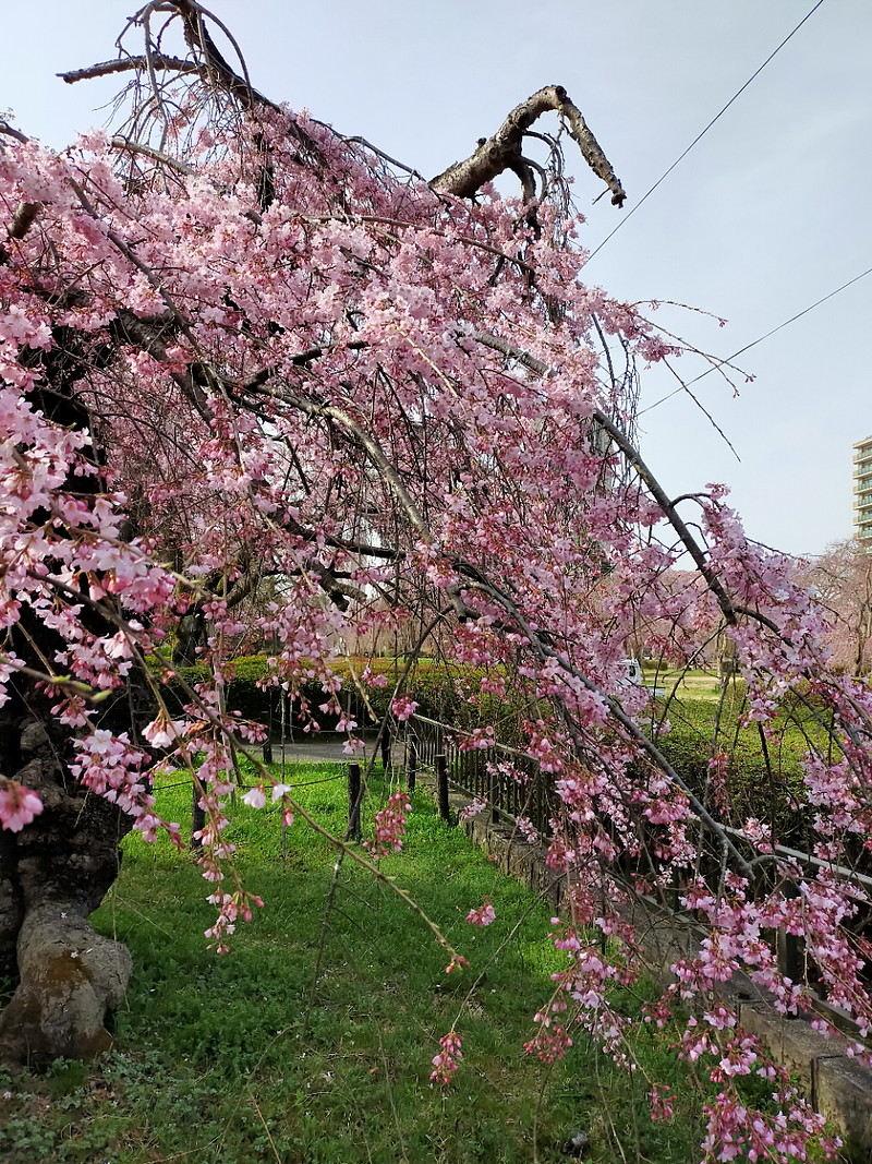 榴岡公園の桜