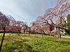 榴岡公園の桜が咲きました