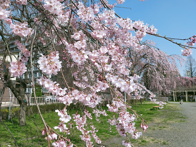 桜3