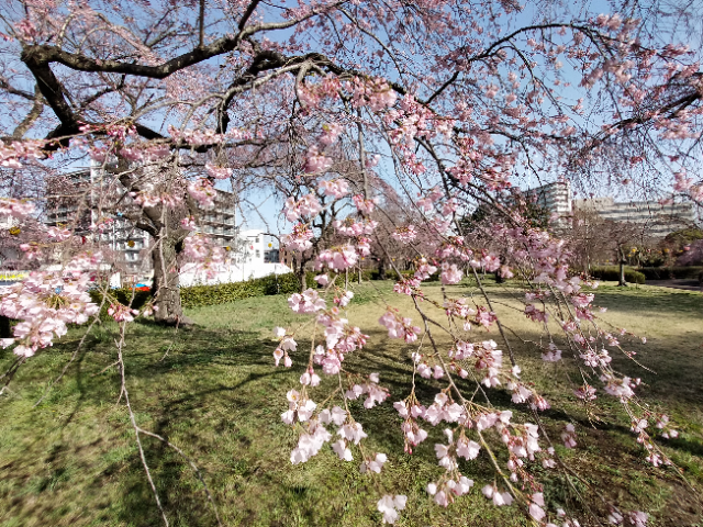 榴岡公園の桜