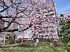 榴岡公園の桜