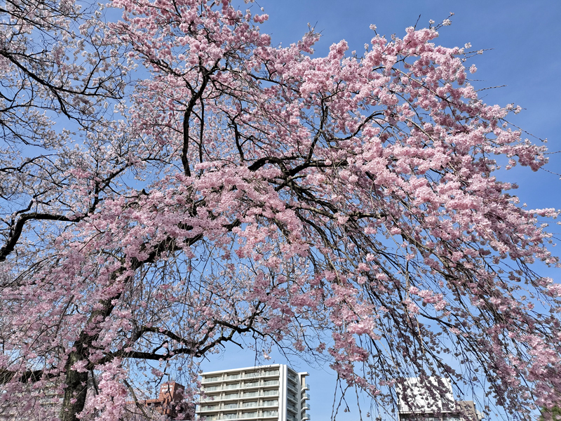 桜2024.2