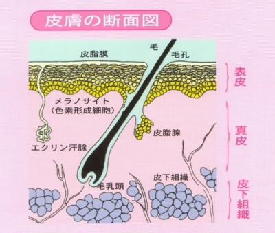 頭皮