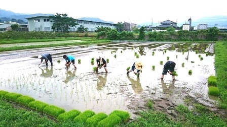 田植え