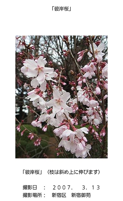 夢の実現(人間関係 26-03-18 ⑯)