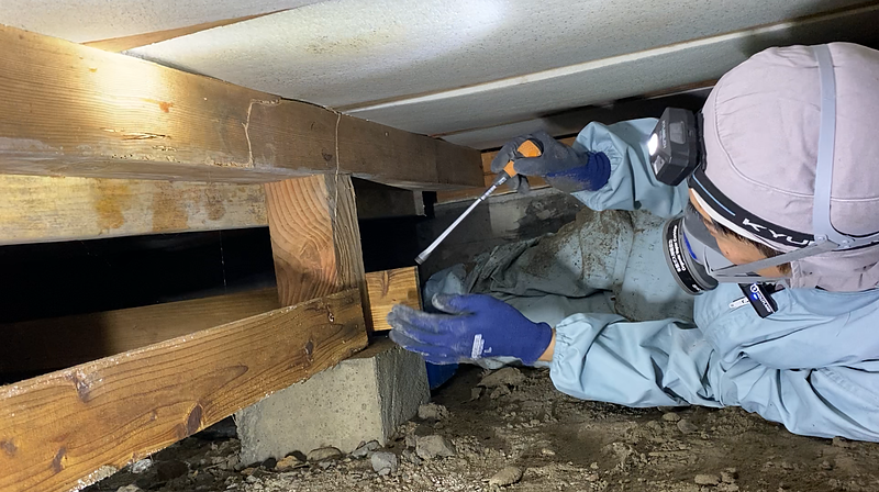 木材のシロアリ被害