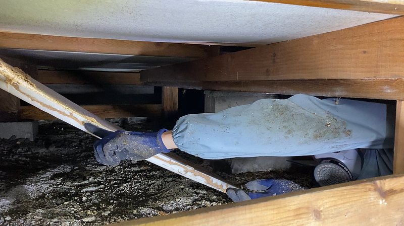 断熱材のシロアリ被害