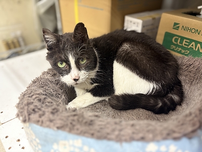 ペットロスについて