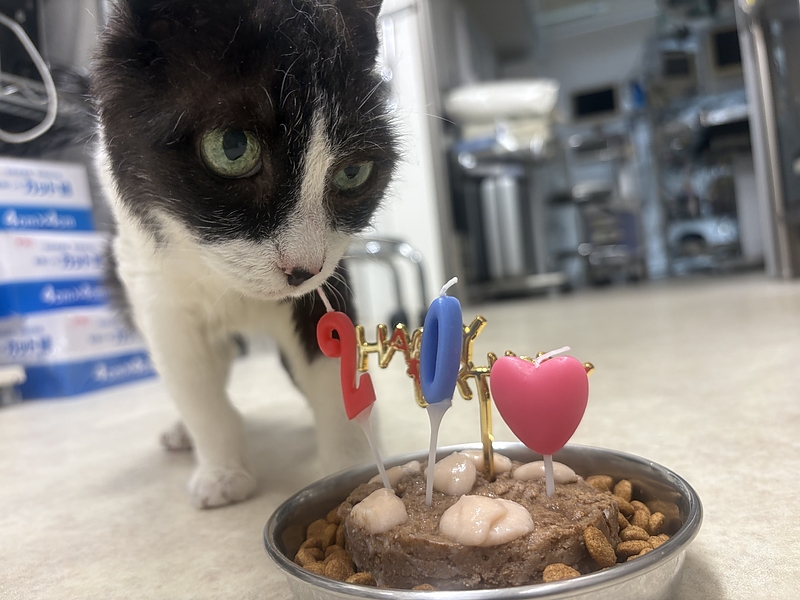 20才誕生日ケーキ 20才誕生日ケーキ