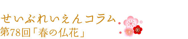 せいぶれいえんコラム　第78回「春の仏花」