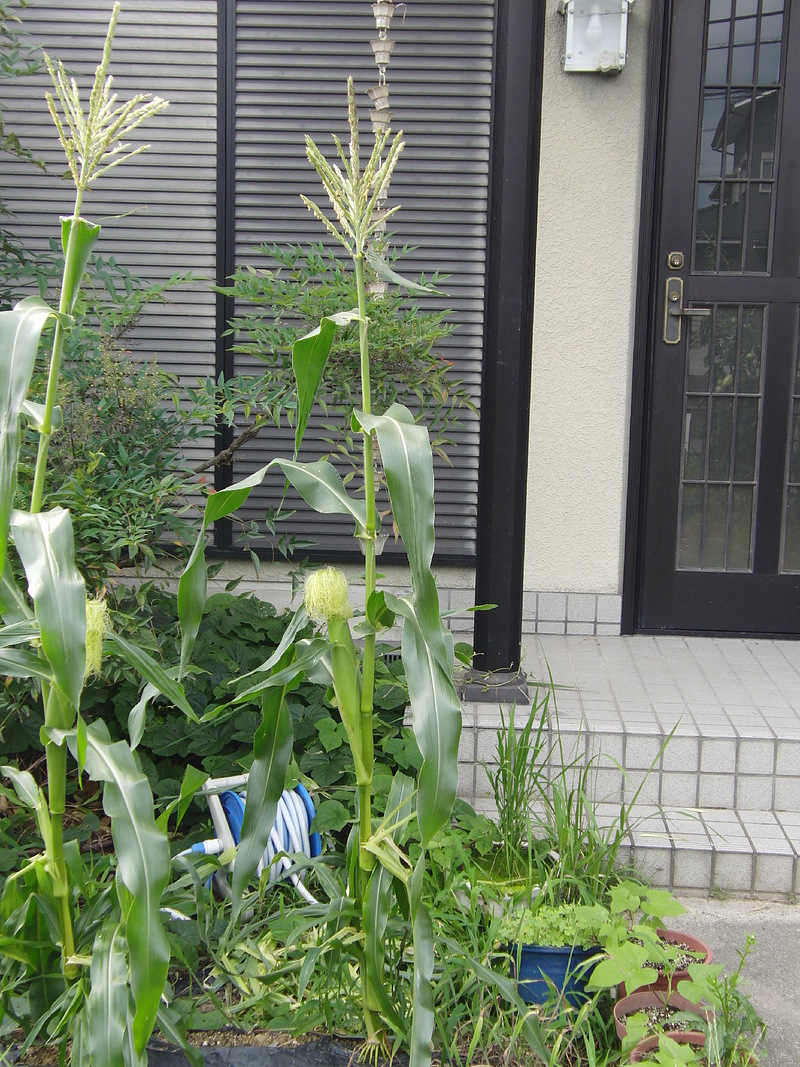 トウモロコシの花