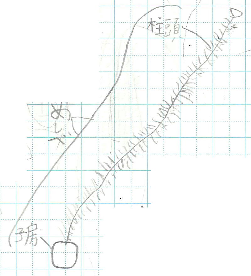 トウモロコシのめしべ