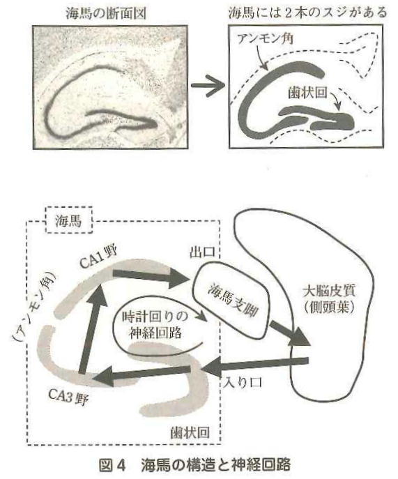 かいばの構造と神経回路