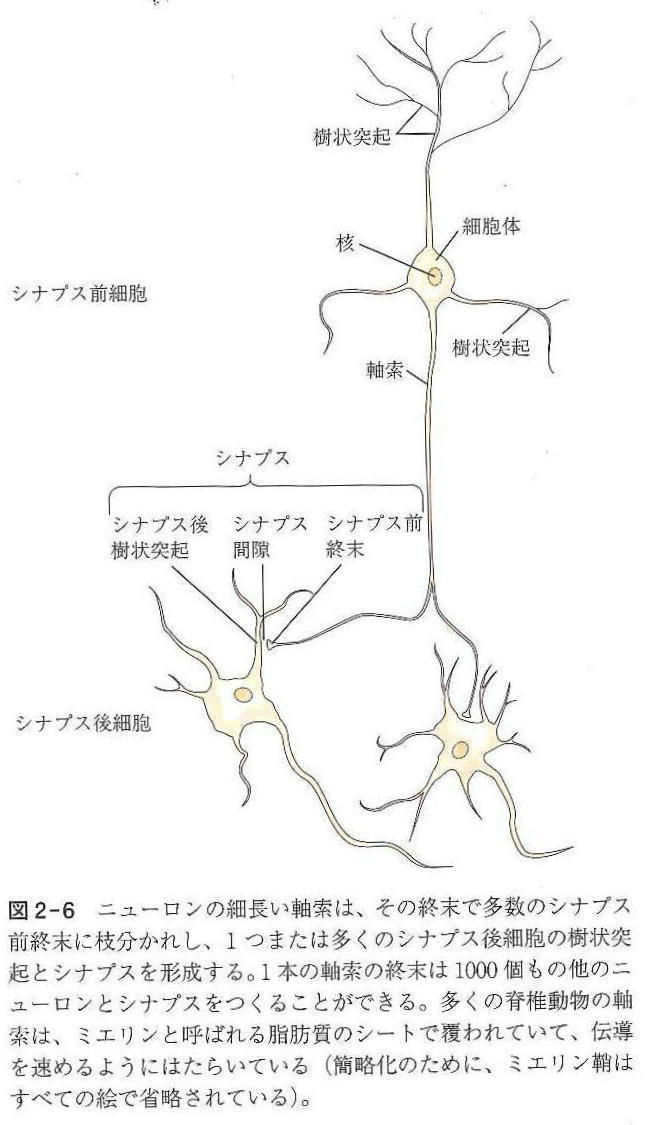 神経細胞